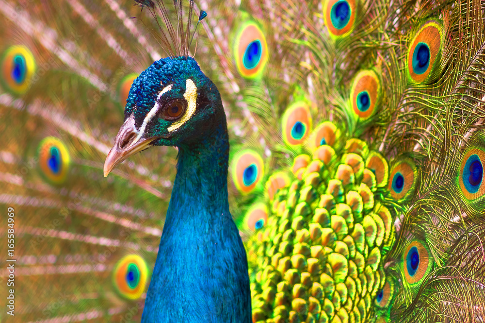 Fototapeta premium Indian peacock Close-up