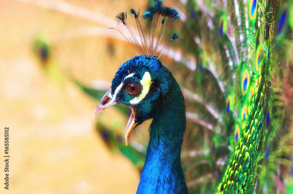 Obraz premium Indian peacock Close-up