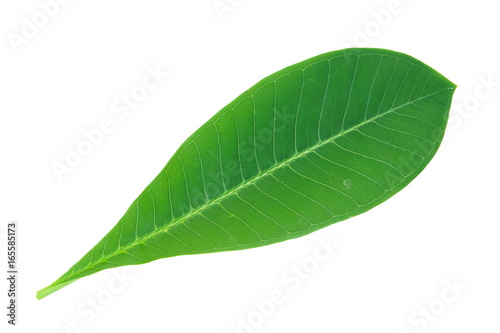 Plumeria or Frangipani leaf isolated on white background