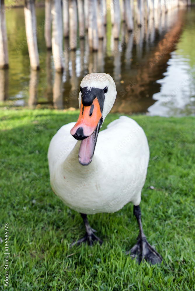 Obraz premium Attacking swan on lake