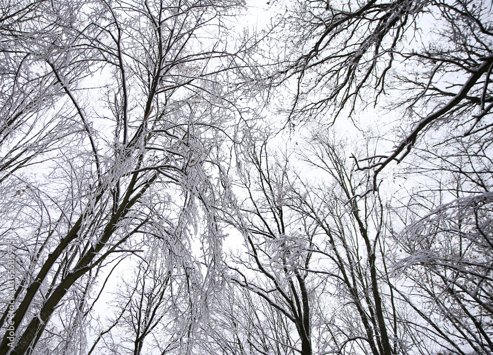 nature in winter nature in winter