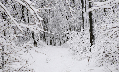 nature in winter