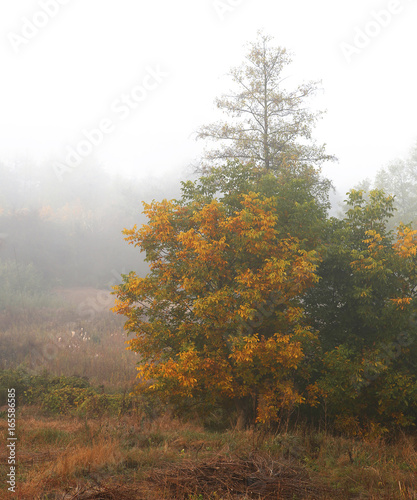  autumn mist