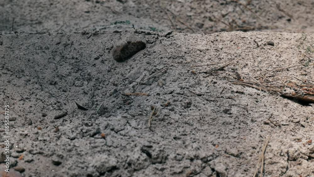 Close-up of a running sneaker coming into the sand. Slow-motion shooting of a running man. Close-up of a running sneaker coming into the sand. Slow-motion shooting of a running man.