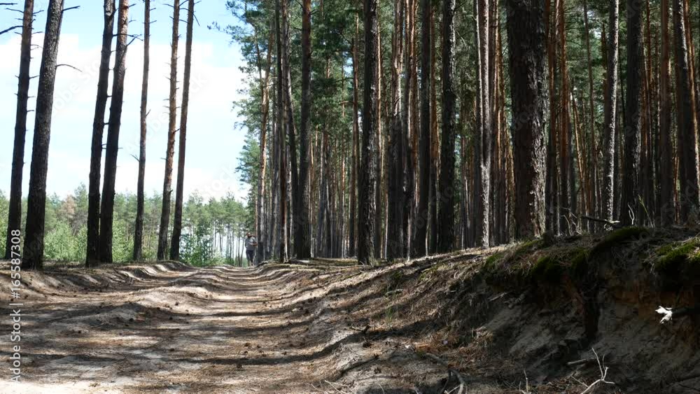 A man runs through the forest. A run through the pine forest, a man with dreadlocks.