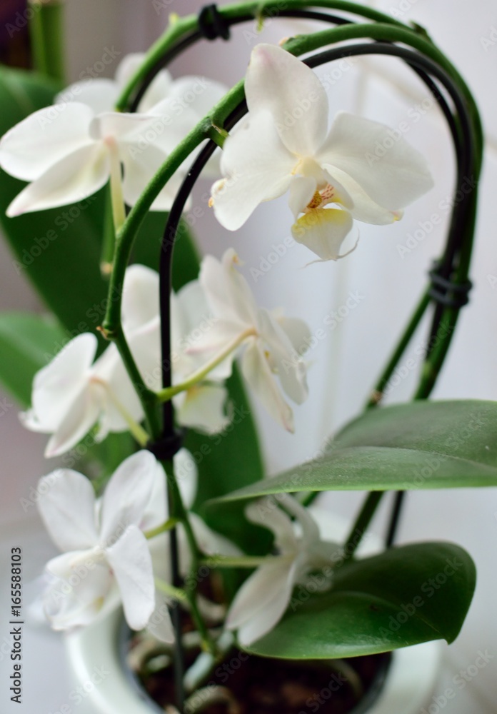 Orchidée for ever Orchidée for ever