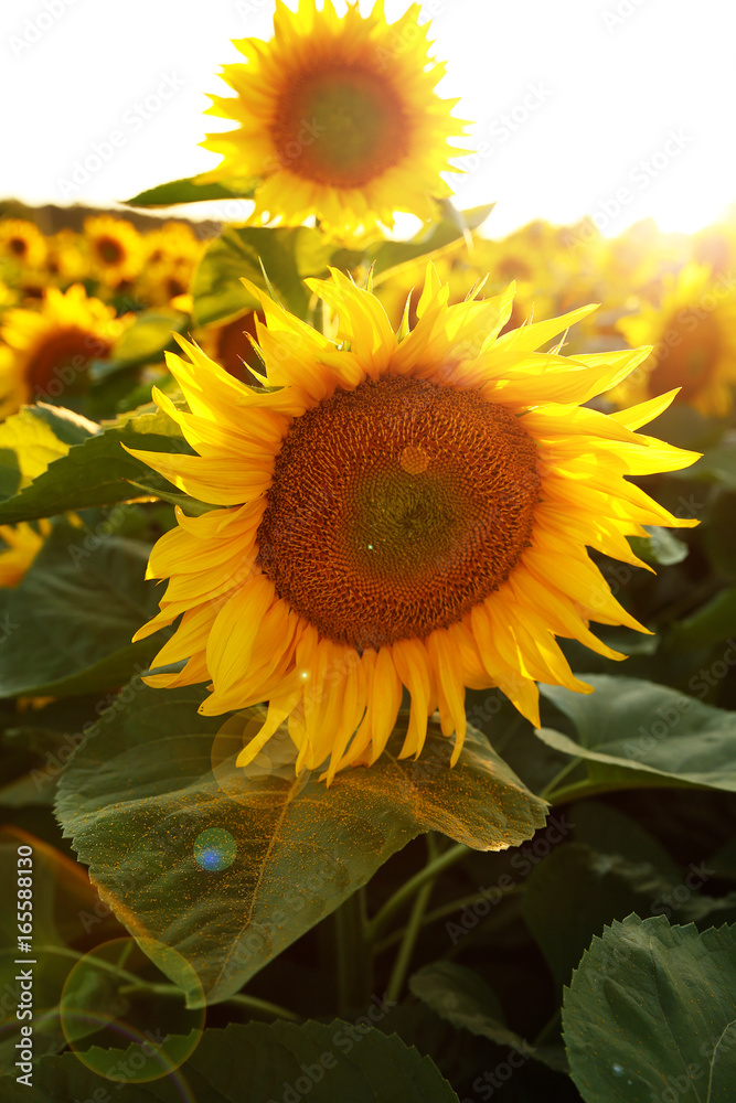 Obraz premium beautiful flower of a sunflower