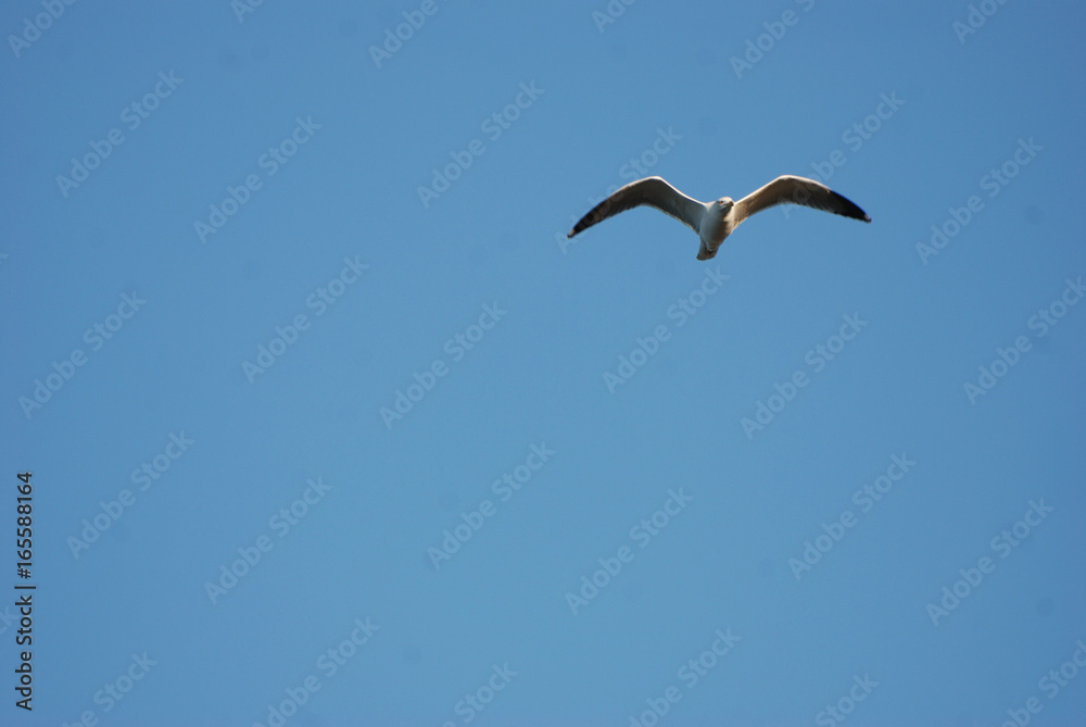 Birdwatching in Sardegna Birdwatching in Sardegna