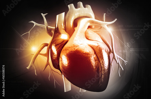 3d illustration of a Human heart

