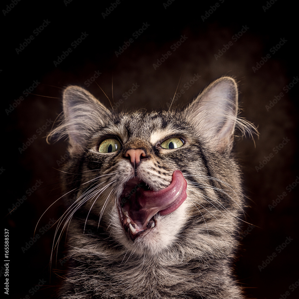 Hungrige Katze vor dunklem Hintergrund Stock Photo | Adobe Stock