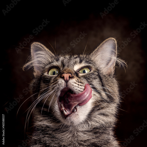 Hungrige Katze vor dunklem Hintergrund photo