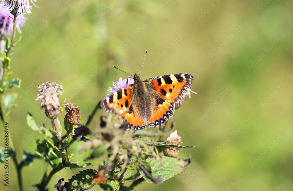 Obraz premium The small tortoiseshell (Aglais urticae) 