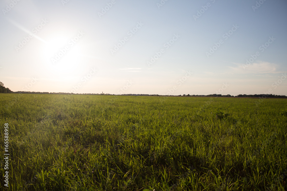 Russian field