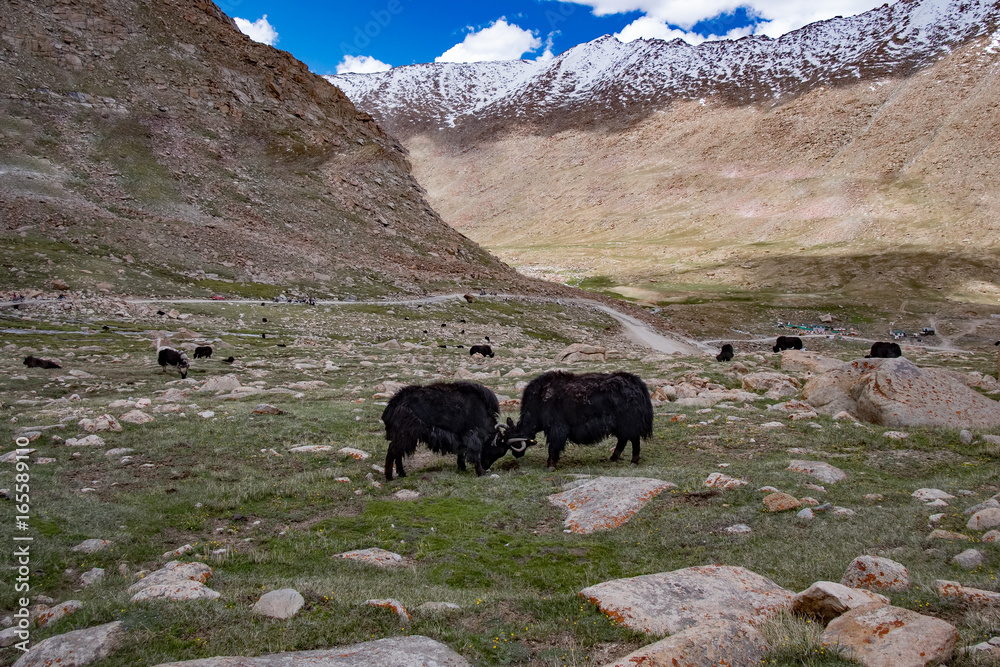 Fototapeta premium Flock of yaks around the valley near Pangong lake in Ladakh, India