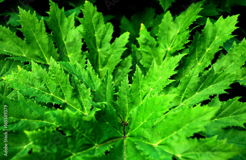 green leaves bush