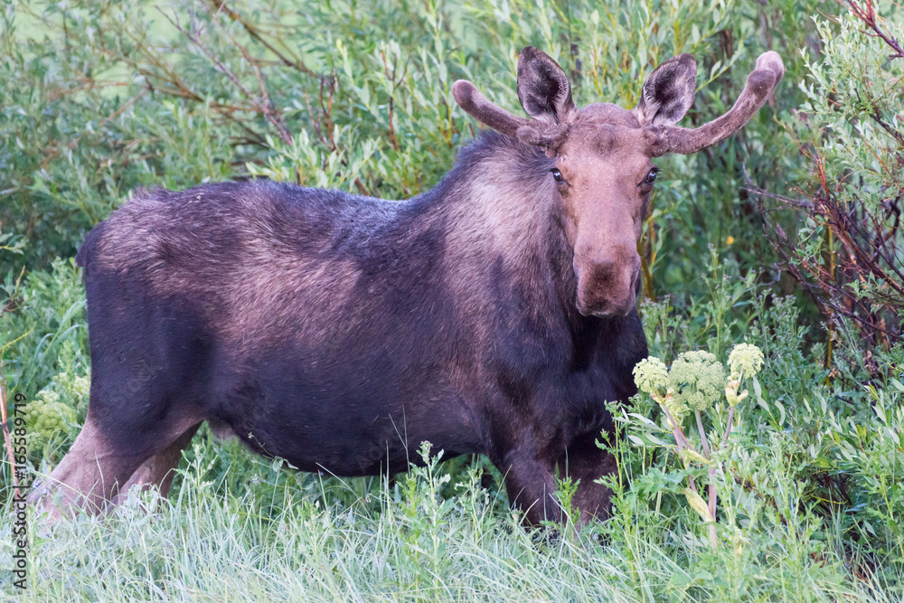 Shiras Moose of The Colorado Rocky Mountains Shiras Moose of The Colorado Rocky Mountains