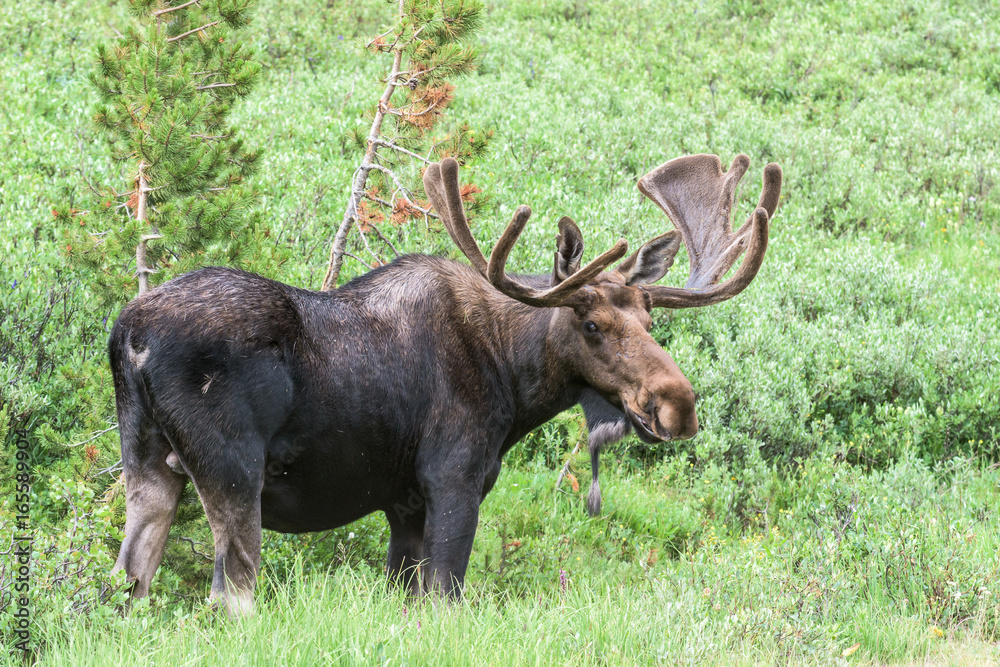 Shiras Moose of The Colorado Rocky Mountains Shiras Moose of The Colorado Rocky Mountains