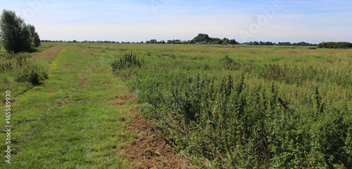 landscape Groene Jonker, Nieuwkoopse Plassen photo