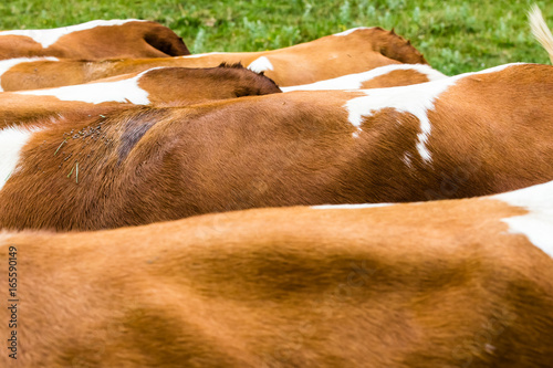 cows in closeup