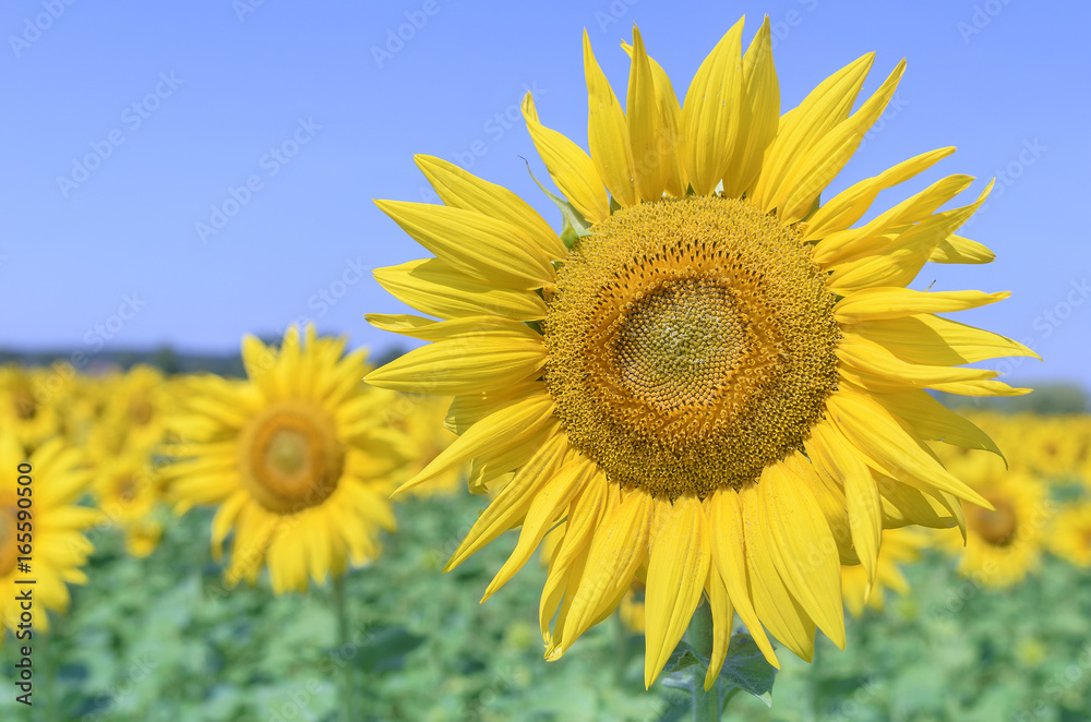 Field of sunflowers.