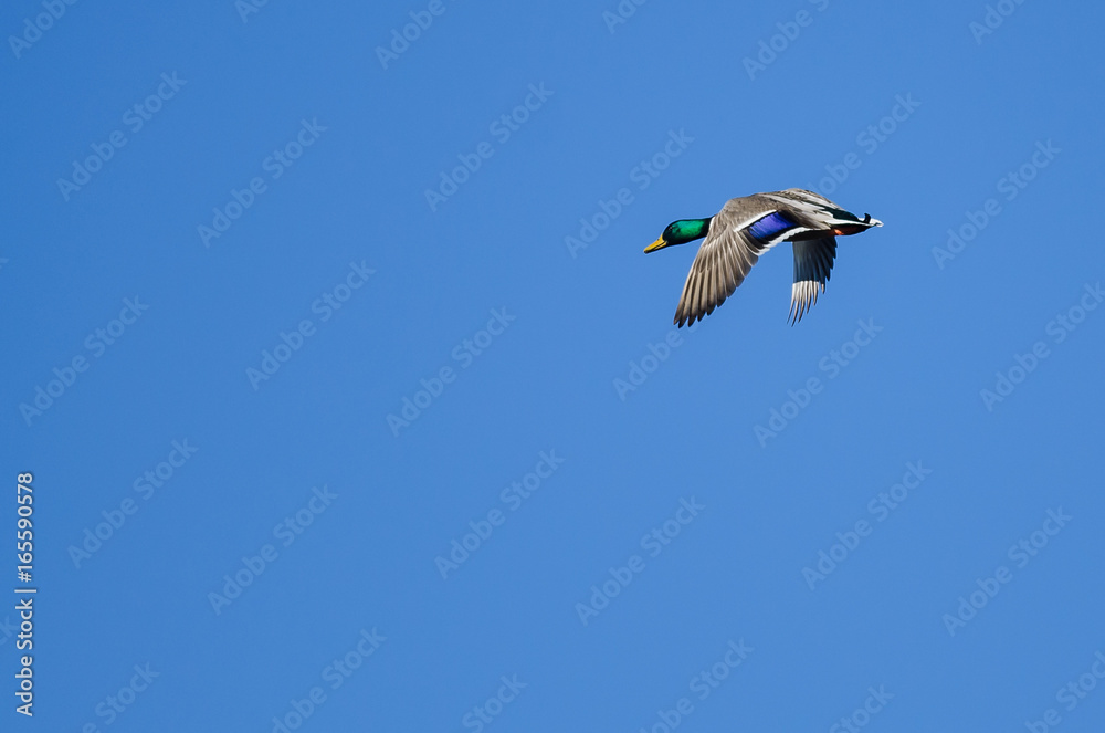 Male Mallard Duck Flying in a Blue Sky