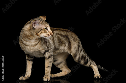 Green Eyed Oriental Cat With Tabby fur and Big Ears Walk and turn back on Black Isolated Background, side view