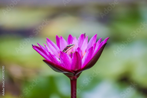 Lotus Magenta flower and the frog.