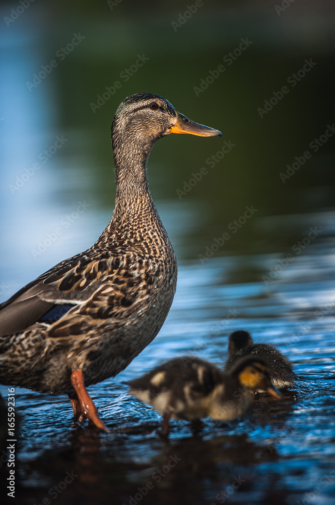 Duck family with duck chicks in Vyborg, Russia