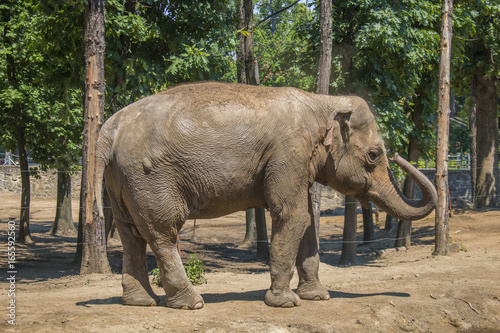 Elephant