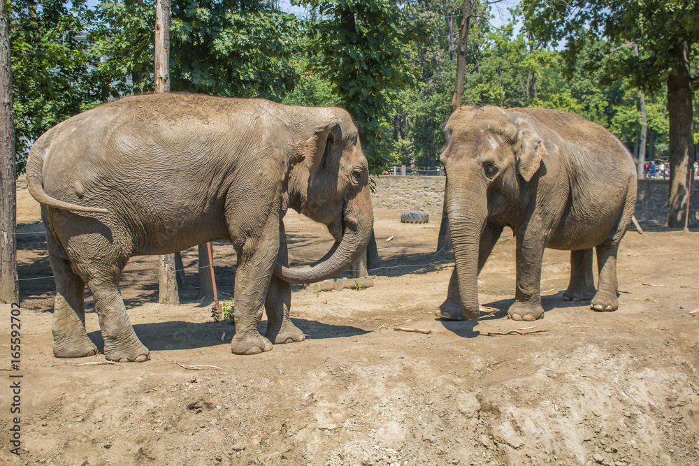 Naklejka premium Elephant