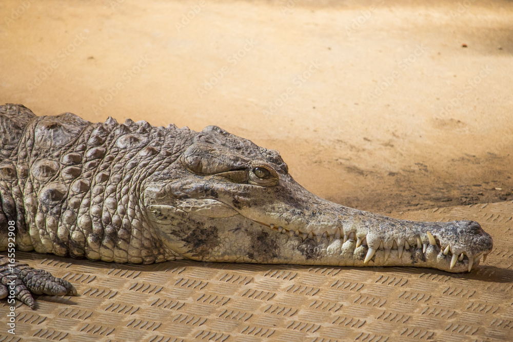Obraz premium Crocodiles in a zoo - phototgraphy in a zoo