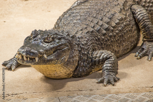 Crocodile © vargabandi