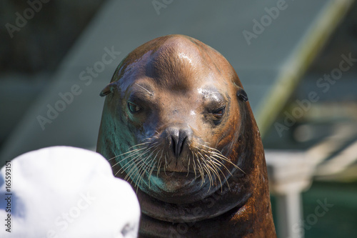 Seal show in hungary photo