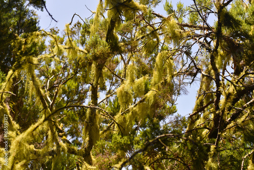 Moss on Madeira trees