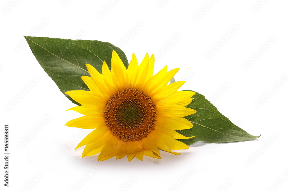 Obraz premium Sunflower isolated on white background