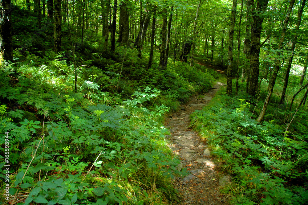 forest green walkway into woods forest green walkway into woods