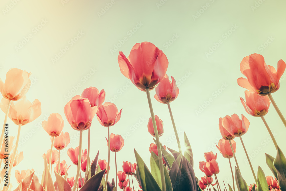 Beautiful bouquet of tulips in spring season . ( Filtered image processed vintage effect. )