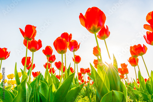 Fototapeta Naklejka Na Ścianę i Meble -  Beautiful bouquet of tulips in spring season .
