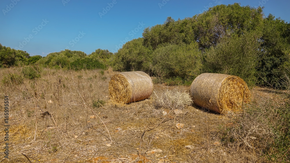 Rolls of golden hay in a barren field
