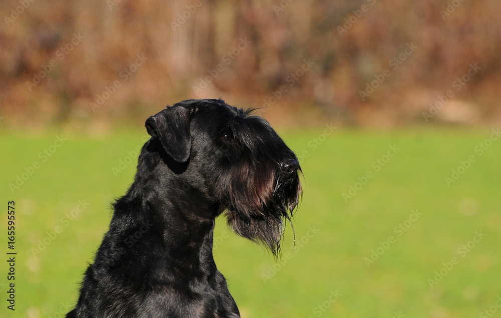 Dog Giant Schnauzer Dog Giant Schnauzer