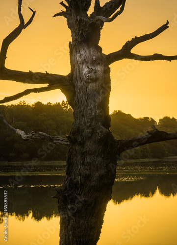 Geheimnisvoller Geist in einem toten Baum am See in der Bretagne - Mysterious spirit in a dead tree at a lake in Brittany photo