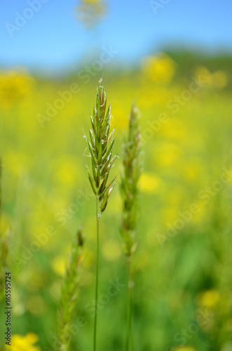 Closeup of tall grass in a blurred Yellow canola field background