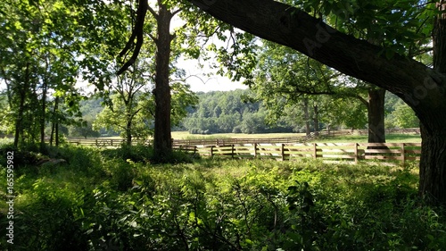 Sunlight shining through the trees, looking at the greenery of the woods and fields