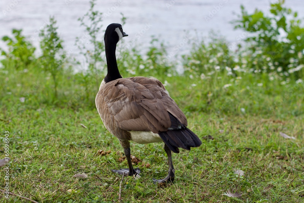 Beautiful Canada Goose on the green grass Beautiful Canada Goose on the green grass