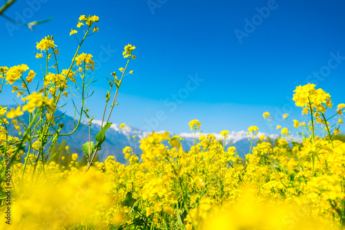 Mustard field with Beautiful  snow covered mountains landscape Kashmir state, India