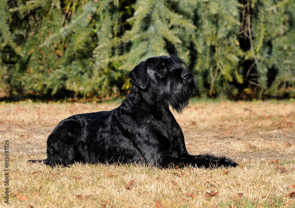 Dog Giant Schnauzer Dog Giant Schnauzer