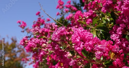Wallpaper Mural pink flowers, fruits and green leaves in branch of tree with blue sky
 Torontodigital.ca