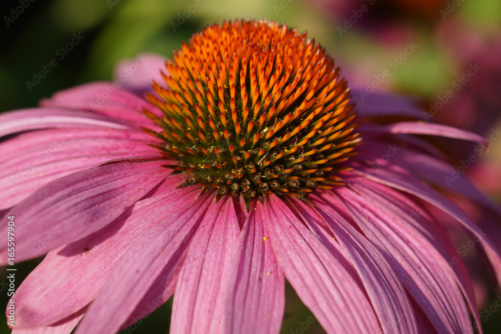Coneflower, Echinacea purpurea Coneflower, Echinacea purpurea