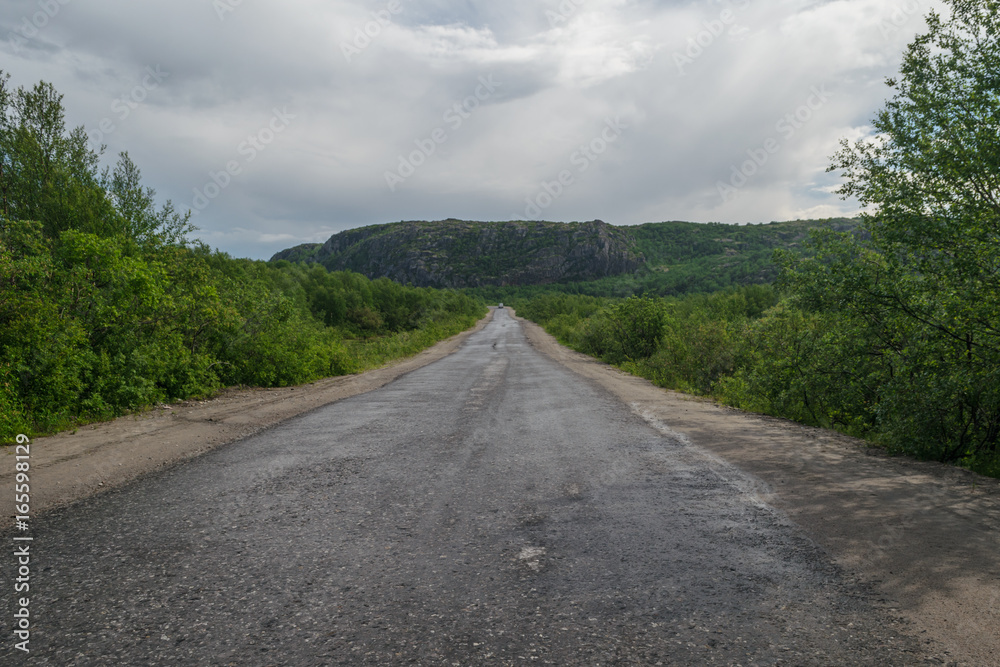 Fototapeta premium Dirt road goes far surrounded by green bushes.