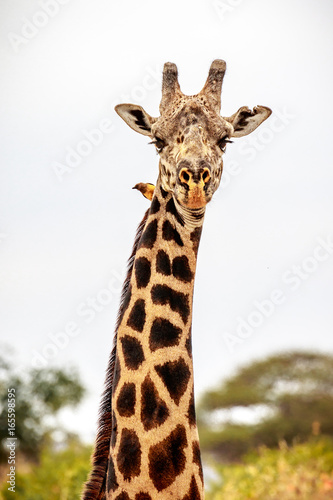 Giraffe and OxPecker © Gary